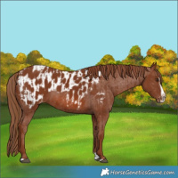 Horse Color:Chestnut Splash Frame  and Chestnut Splash Frame Near Leopard 