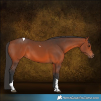 Horse Color:Bay Tobiano 