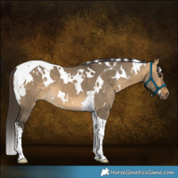 Horse Color:White Spotted Buckskin Dun Tobiano 
