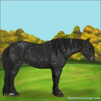 Horse Color:Gray Black Appaloosa 