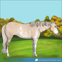 Horse Color:Silver Bay Dun Sabino Rabicano 