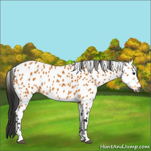 Horse Color:Gray Buckskin Roan Appaloosa 