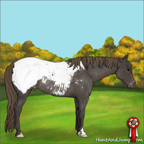 Horse Color:Smoky Blue Roan Appaloosa Rabicano 
