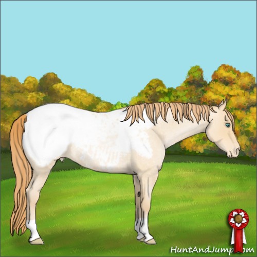 Horse Color:Smoky Blue Roan Pearl Appaloosa Rabicano 