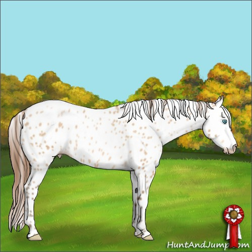 Horse Color:Gray Buckskin Roan Pearl Appaloosa Rabicano 