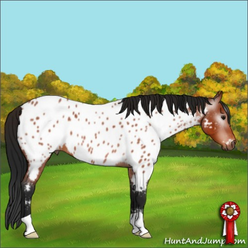 Horse Color:Gray Bay Roan Appaloosa 