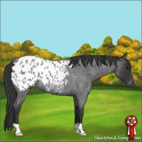 Horse Color:Blue Roan Appaloosa Rabicano 