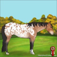 Horse Color:Bay Roan Appaloosa Rabicano 