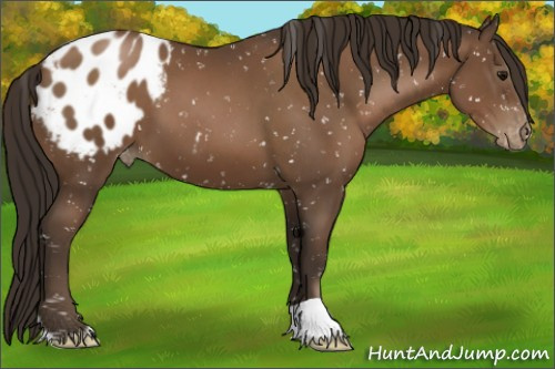 Horse Color:Gray Black Pearl Appaloosa 