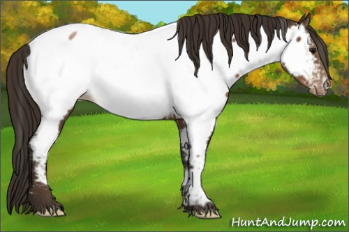 Horse Color:Gray Black Pearl Appaloosa 