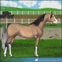 Horse Color:Bay Dun Splash Rabicano 