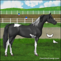 Horse Color:Black Tobiano 