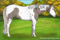 Horse Color:Silver Blue Roan Splash Tobiano Rabicano