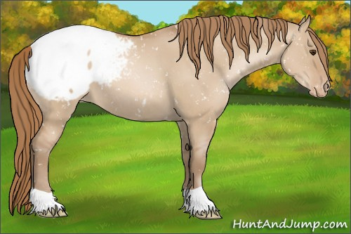 Horse Color:Grullo Pearl Appaloosa 