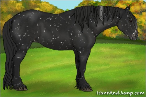 Horse Color:Gray Black Appaloosa 