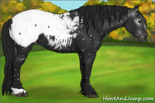 Horse Color:Gray Black Appaloosa 