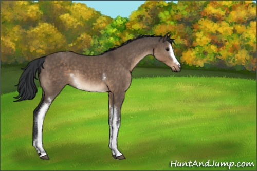 Horse Color:White Spotted Brown Dun 