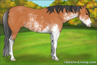 Horse Color:Bay Sabino