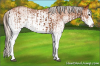 Horse Color:White Spotted Bay Splash  and White Spotted Silver Bay Splash 
