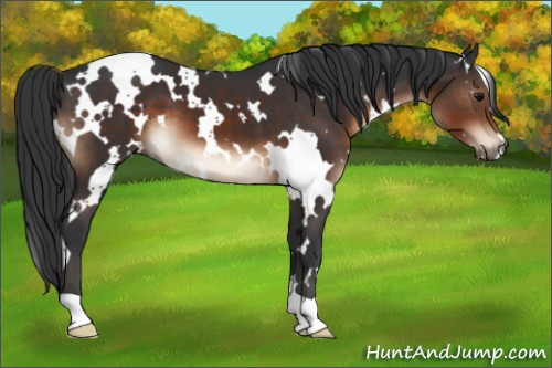 Horse Color:White Spotted Brown 