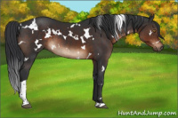 Horse Color:White Spotted Brown Tobiano 