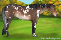Horse Color:White Spotted Brown 