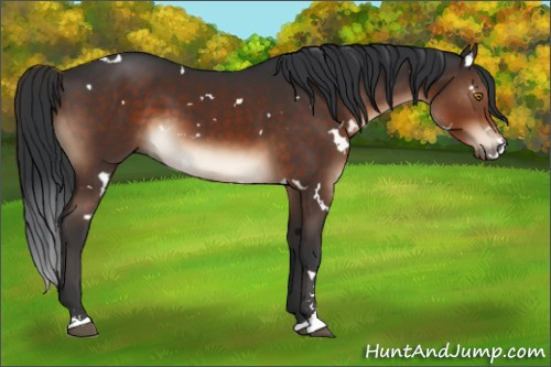 Horse Color:White Spotted Brown Sabino 
