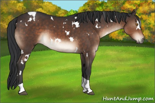 Horse Color:White Spotted Brown Tobiano 