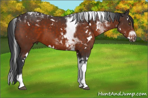 Horse Color:White Spotted Brown Tobiano 