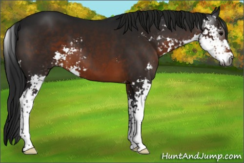 Horse Color:Gray Brown Sabino 