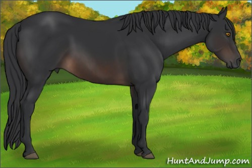 Horse Color:Brown 
