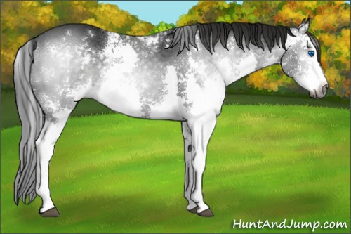 Horse Color:Gray Black Sabino Splash 