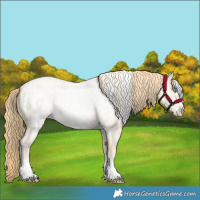 Horse Color:Buckskin Roan Pearl  and Buckskin Roan Pearl Frame 