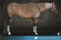 Horse Color:Platinum Brown Roan Dun Tobiano and Brown Dun