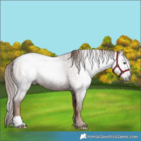 Horse Color:Gray Red Roan