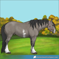 Horse Color:Grullo Sabino Rabicano
