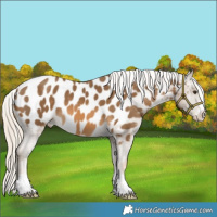 Horse Color:Chocolate Palomino Appaloosa