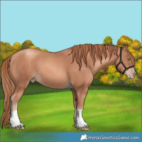 Horse Color:Gold Champagne