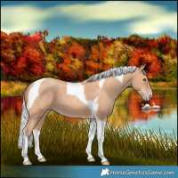 Horse Color:Silver Amber Champagne Tobiano 