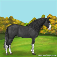 Horse Color:Blue Roan Splash 