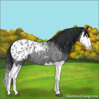 Horse Color:Blue Roan Splash Appaloosa 
