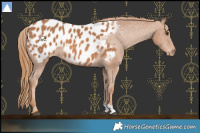 Horse Color:Chestnut Appaloosa 