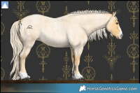 Horse Color:Palomino Roan 