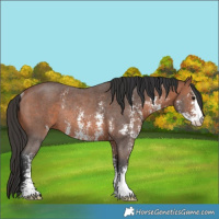Horse Color:Bay Sabino Rabicano 