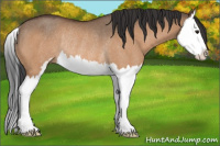 Horse Color:Bay Dun Sabino Splash Rabicano 