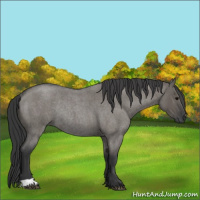 Horse Color:Grullo Roan Rabicano 