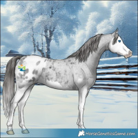 Horse Color:Blue Roan Splash Appaloosa 