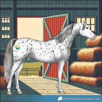 Horse Color:Black Splash Appaloosa 
