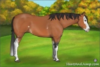 Horse Color:White Spotted Bay Splash 