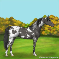 Horse Color:White Spotted Grullo Appaloosa Brindle